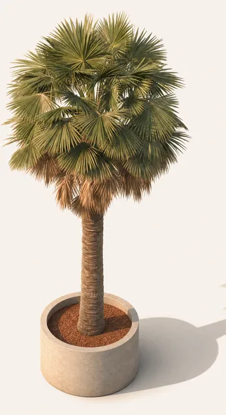 Copernicia Prunifera — Large, specimen