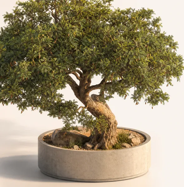 Tamarindus Indica — Heritage, specimen