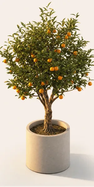 Citrus Sinensis — Standard, specimen