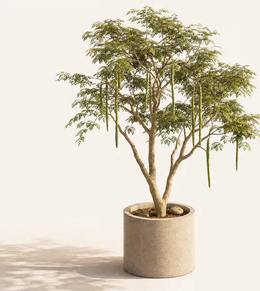 Moringa Oleifera — Standard, specimen
