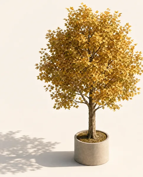 Liriodendron Tulipifera — Large, specimen