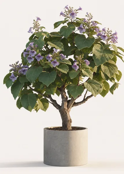 Paulownia Tomentosa — Medium, specimen
